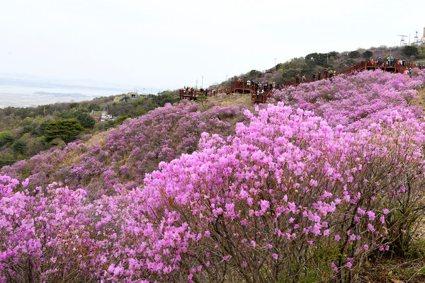 [화보] 고려산 진달래 꽃 행사